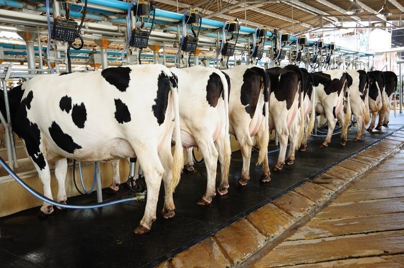 Ferma curata de vaci datorita produselor de curățenie de la ARLI.RO - Magazinul curățeniei